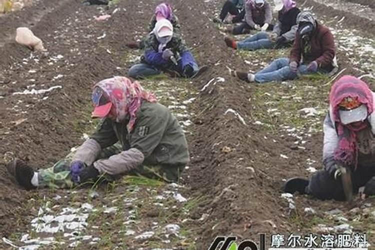 冲施冲施肥的注意事项有哪些