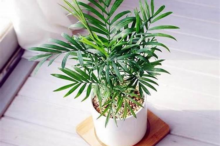 缓苗期如何浇水