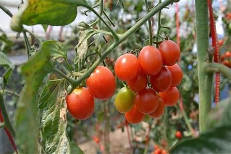 俄罗斯红钾肥可以浇菜吗