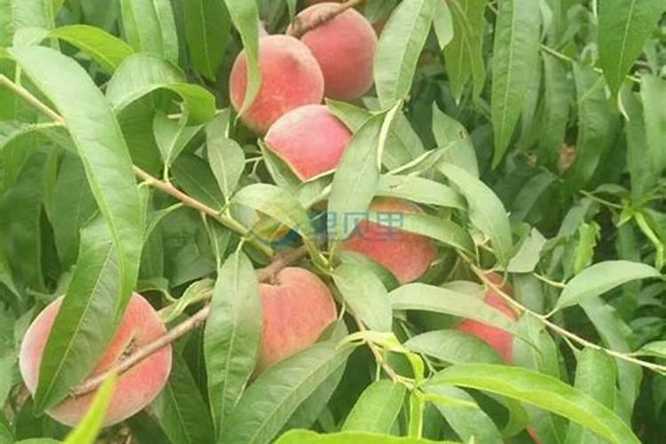 桃子在菜摘前啥时下冲施肥