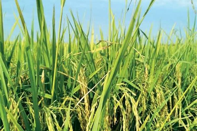 苦瓜施什么肥最好