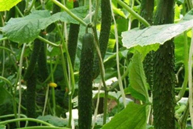 花生叶面肥的正确使用方法