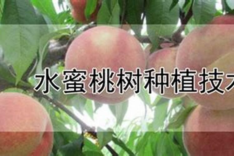 鱼蛋白叶面肥的五个最佳选择