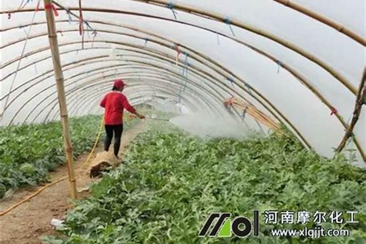 鱼蛋白对植物的作用