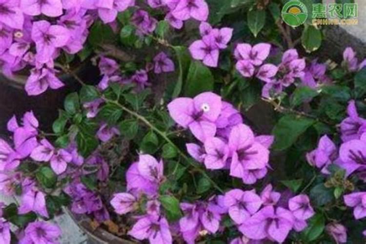 植物开花茂盛的肥料;什么肥料可以让植物快速生长