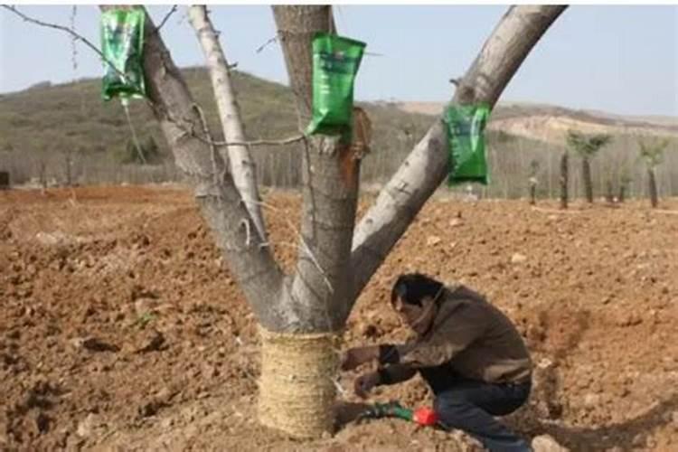 什么时候使用果树叶面肥效果最好 需要注意问题有