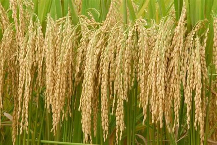 在栽葱时炕洞灰用太多了,要怎样去处理呀？