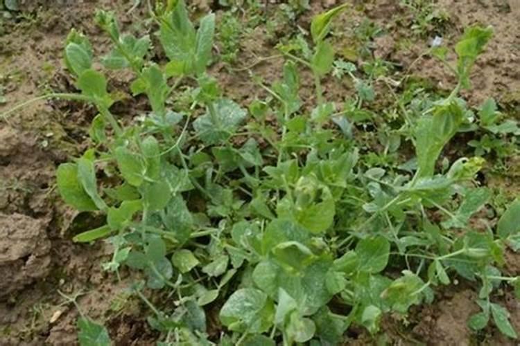 初步区分常用氮肥、磷肥、钾肥的方法是什么