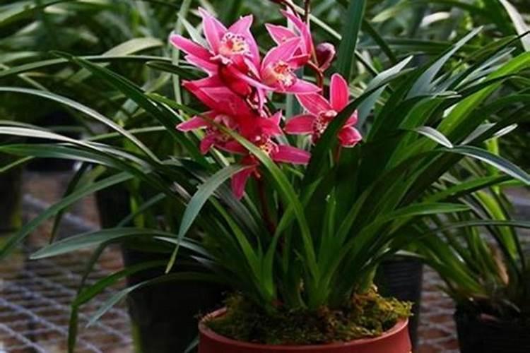 区分氮肥、磷肥、钾肥的方法有 ①看外观.氮肥、钾肥都是白色晶体;磷肥...