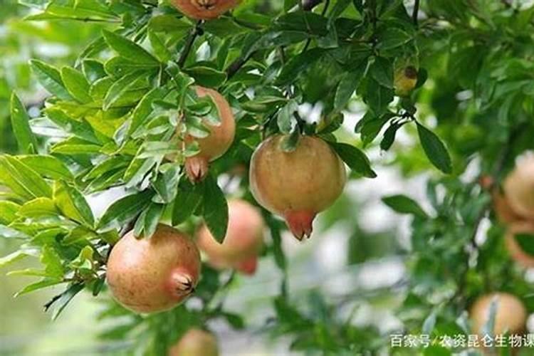 石榴用什么肥料最好