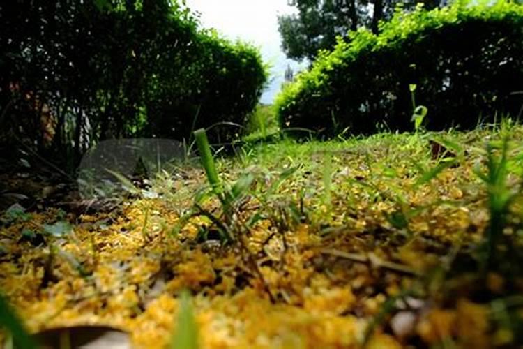 请问,草莓用什么化肥最好？