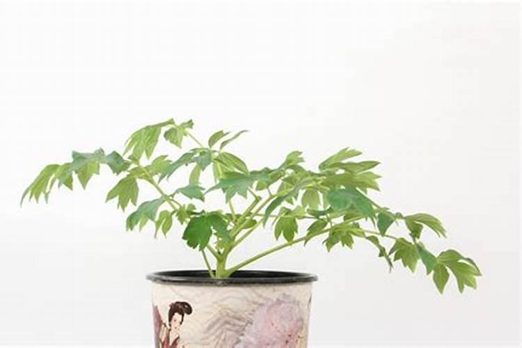 腐植酸水溶肥是什么肥料 腐植酸水溶肥料的作用有哪些