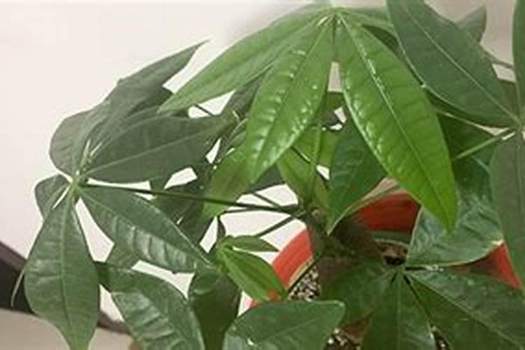 高温天水稻秧苗施多效唑己产生药害请问怎么解除？