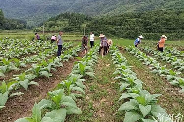 烤烟底肥用什么肥料好