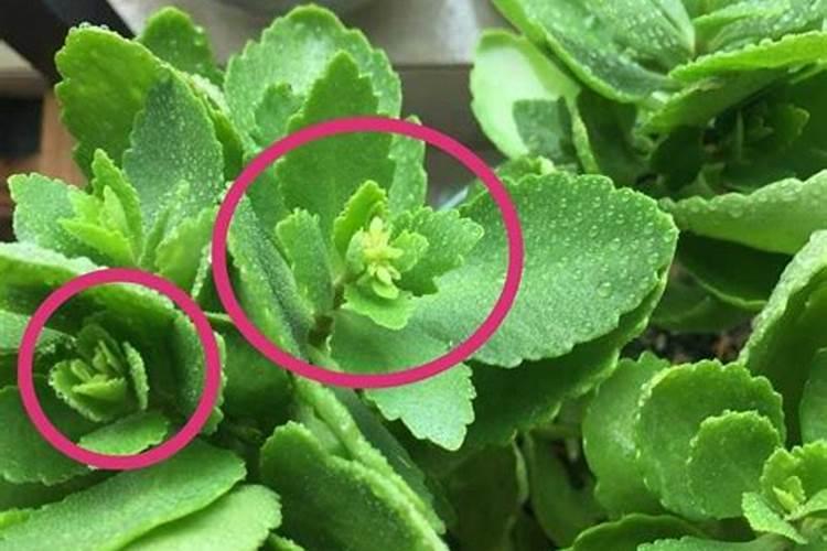 促进钾肥吸收需要用到哪些方法