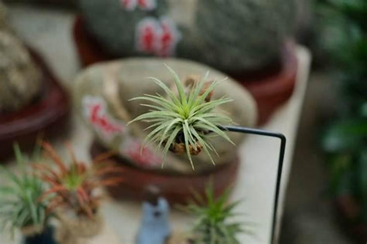 空气凤梨用什么肥料好