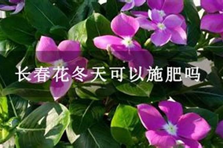 冬天适合给花上肥料吗;冬季施肥应该注意什么