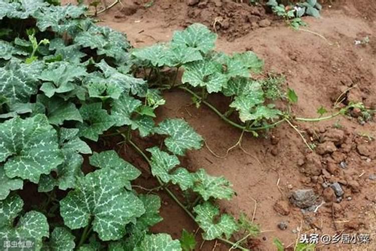 中华钙果什么时候种植？中华钙果八号种植技术