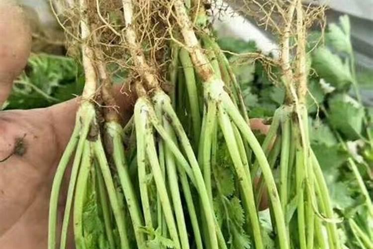 香菜种植施肥方法