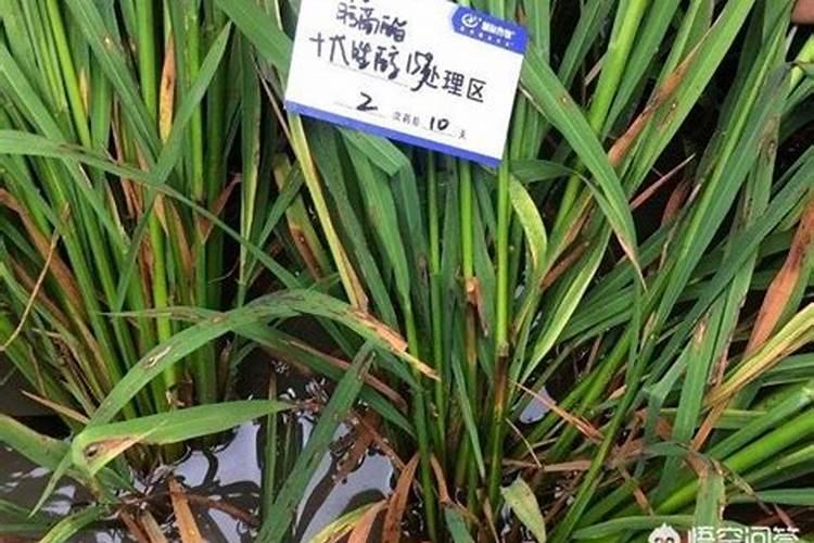 秋天大量使用磷钾肥养君子兰的危害