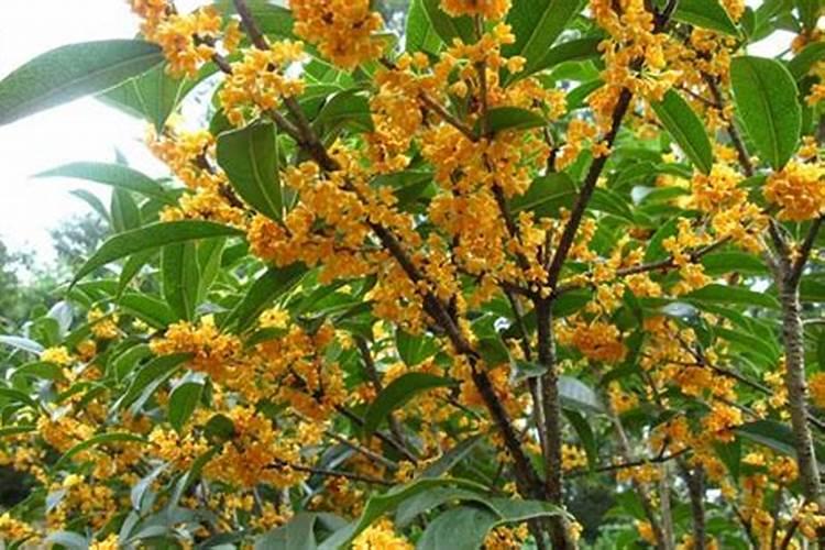 桂花树用什么肥料最好？