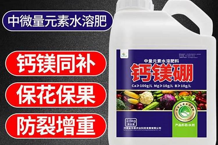 怎么能让香菜快速变绿发亮？生长的更好一些
