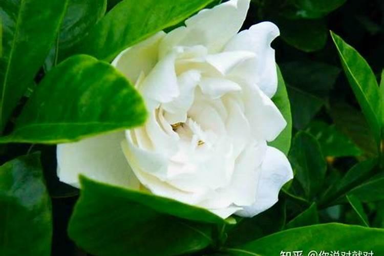 50%多菌灵兑水比例