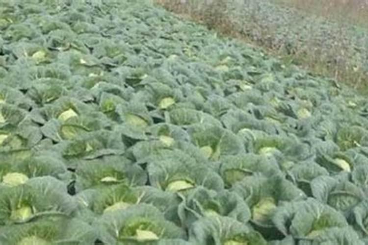 黄瓜是如何施肥？买猪要施多少回？