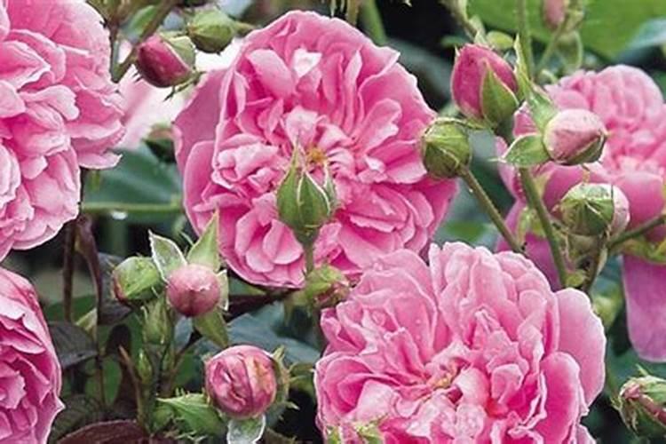 玫瑰花怎么施肥,玫瑰花施氮磷钾肥最为合适