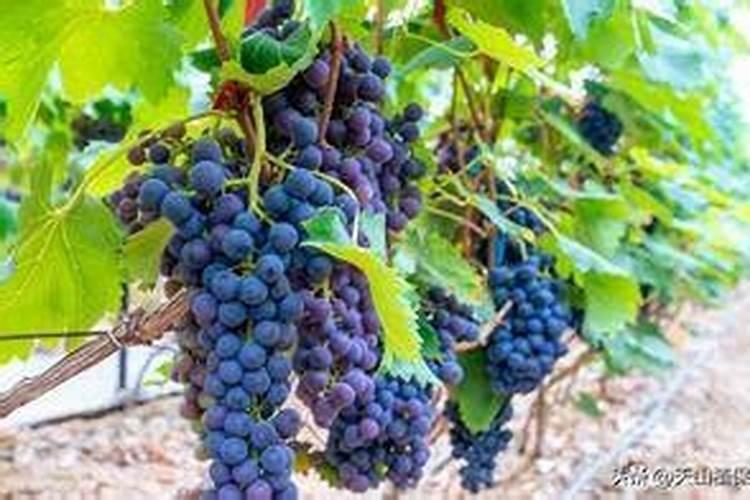 葡萄施什么肥最好