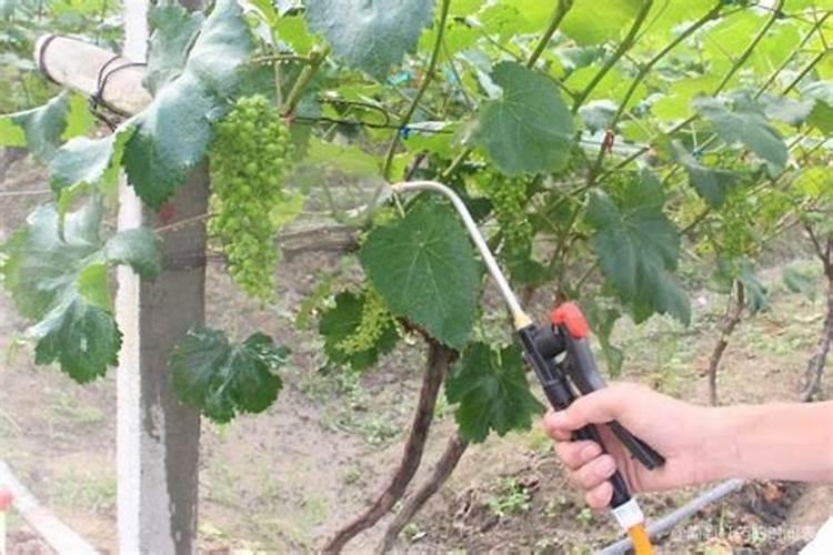 葡萄什么时候上肥料最好