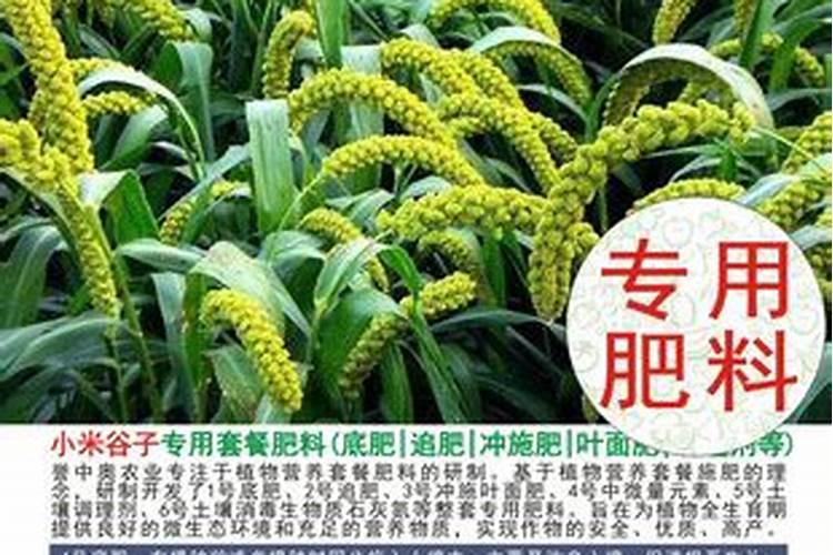 谷子喷什么叶面肥ke杈多？