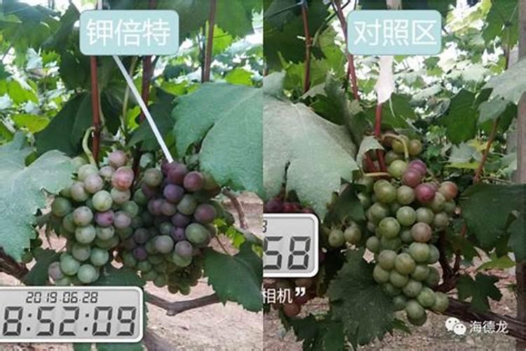 种小麦底肥最佳配方