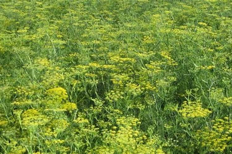 种植大蒜巧施肥,长势好、蒜薹多、蒜头大,每亩多收几百斤