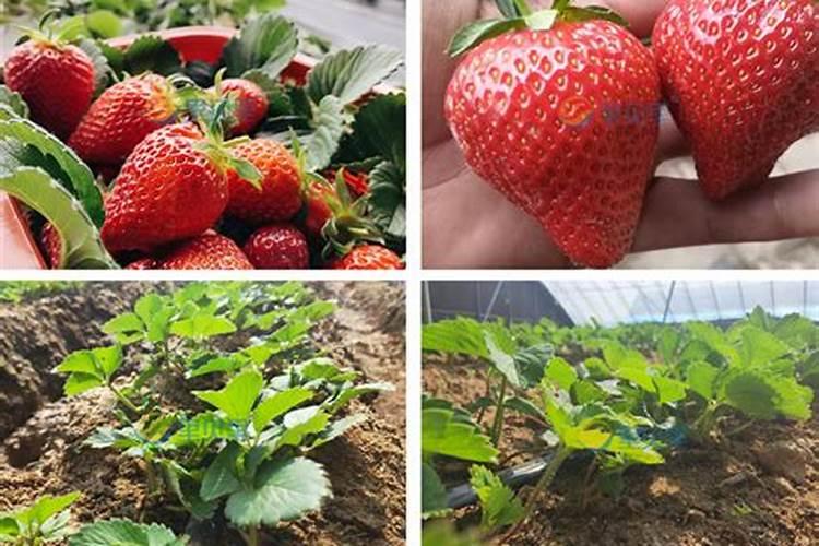 二铵能当花肥给芍药花能用吗？