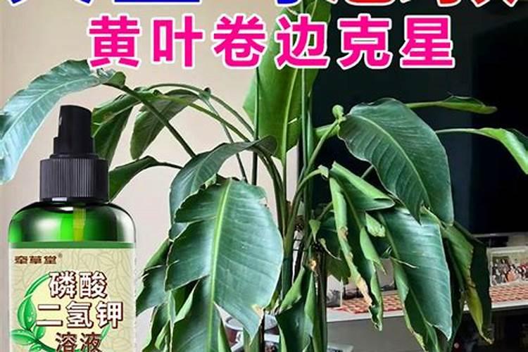 天堂鸟叶子发黄怎么回事？有哪些补救措施？