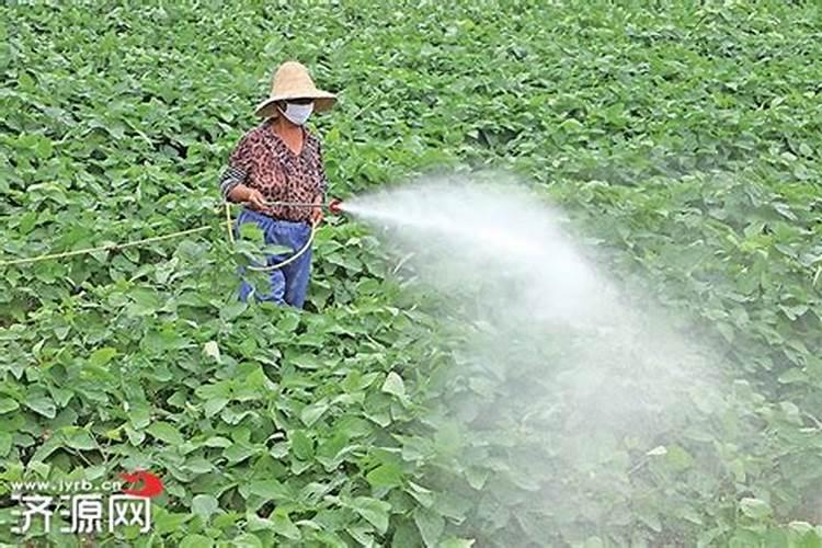 大豆的追肥要怎样施用？