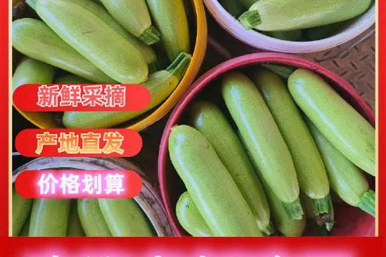 西葫芦整地施肥比例