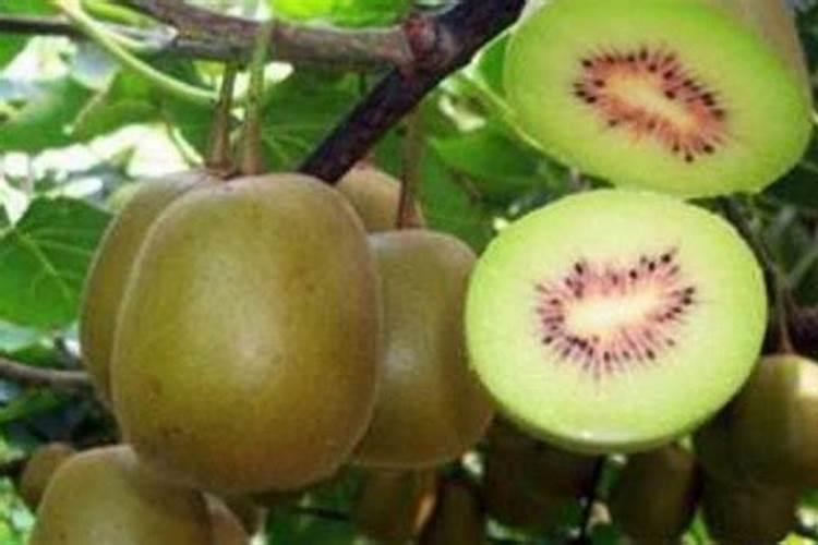 辣椒用什么叶面肥更高产