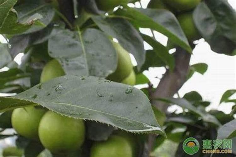 辣椒喷什么叶面肥结果多 多久喷一次