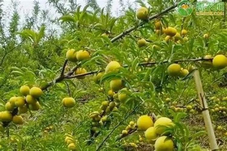 李子树用什么肥料最甜
