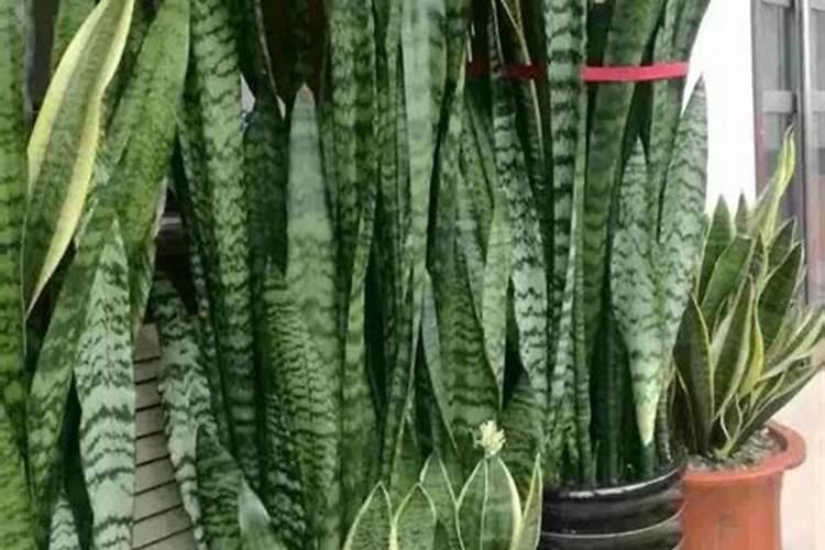 盆花施什么肥料 虎皮兰施什么肥料最好
