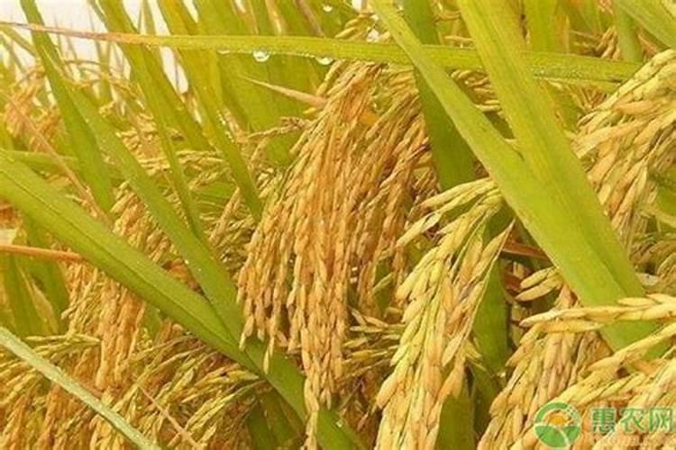 农民一亩田的水稻利润是多少