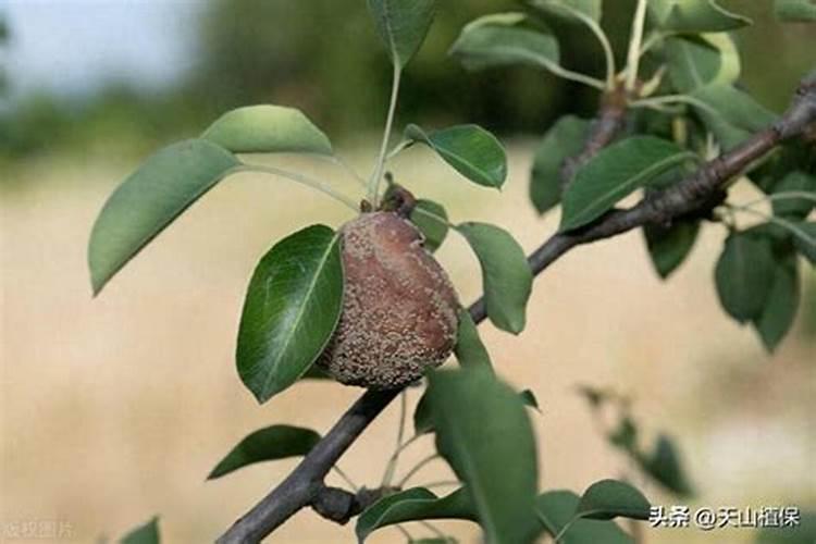 果树促花用什么叶面肥好？