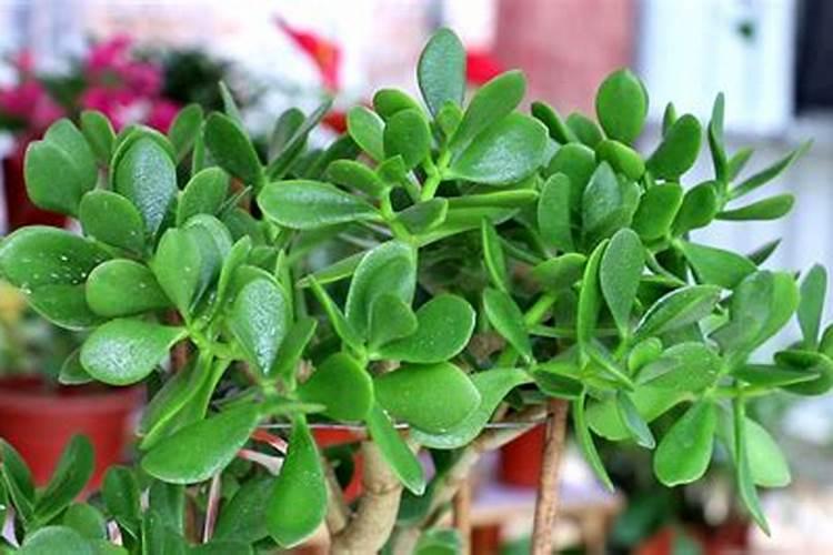 玉迷啦叭期喷施什么叶面肥,能使玉米长的又壮又高产