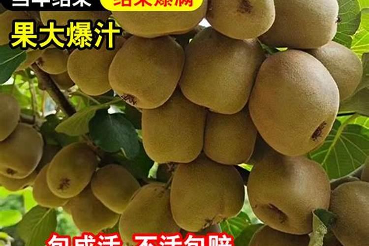 木美土里生物菌肥