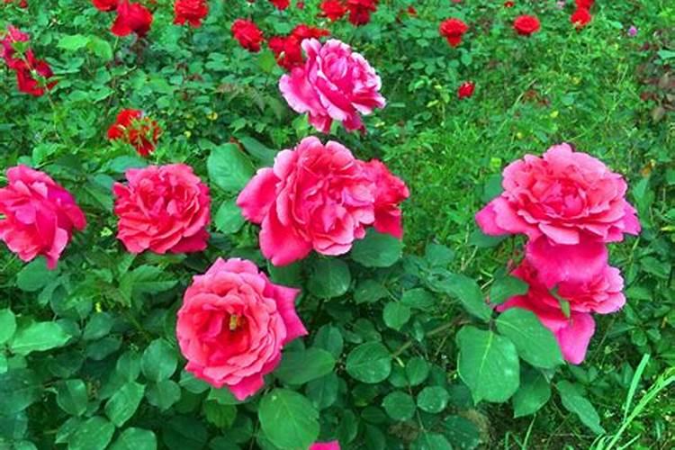 月季花怎么使用复合肥