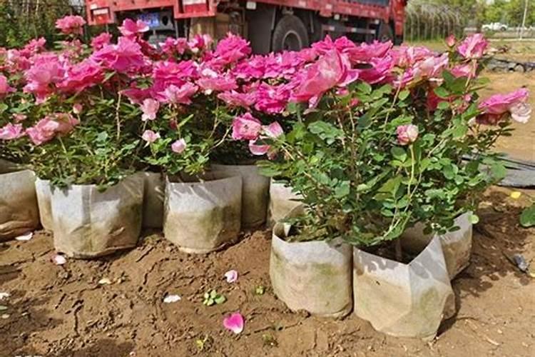 月季花的施肥方法 月季花如何施肥