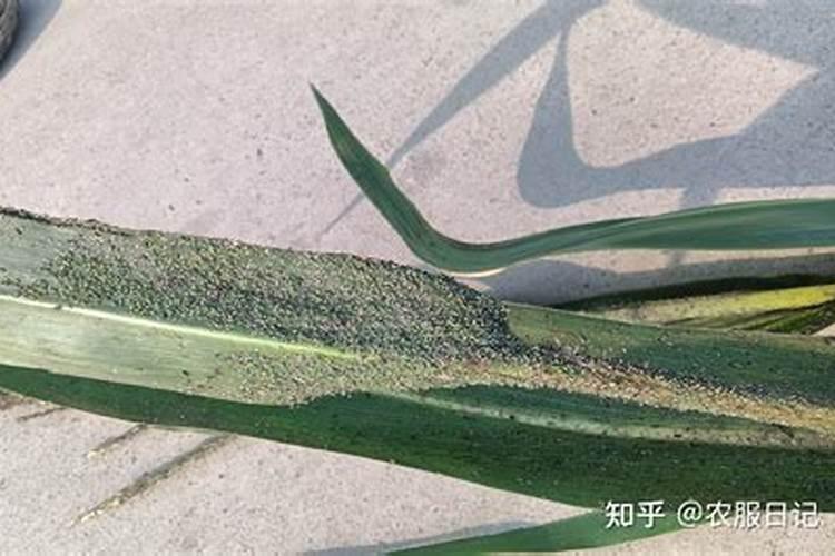 有人将突尼斯无籽石榴说成是无籽对吗？