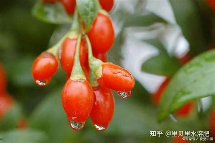 北海道黄杨绿篱怎么种植